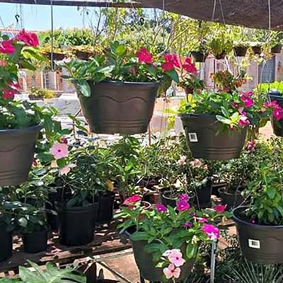 vinca Pendente