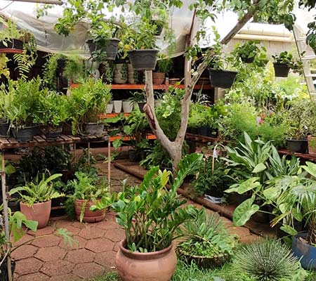 plantas diversas