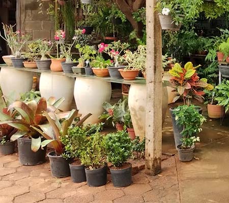 plantas ornamentais