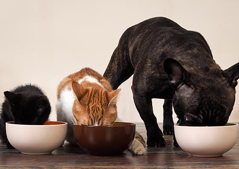 produtos e acessórios para pets produtos e acessórios para pets
