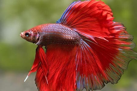 Peixe beta peixe beta