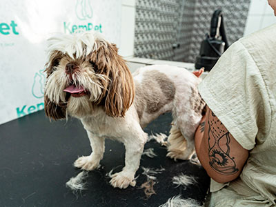 Cão tosado