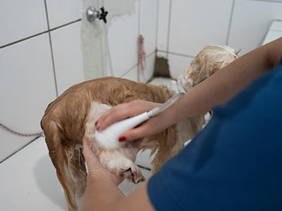 Banho em cão