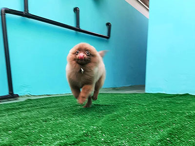 creche e hotel pet
