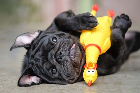 brinquedos e acessórios para pets brinquedos e acessórios para pets