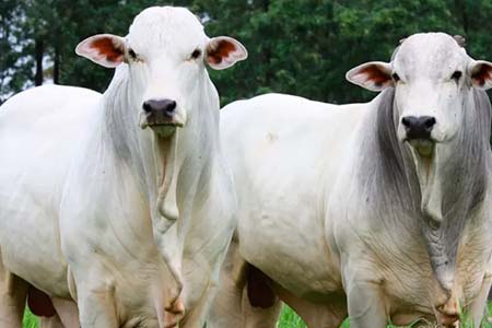 sal mineral e produtos agropecuários sal mineral e produtos agropecuários