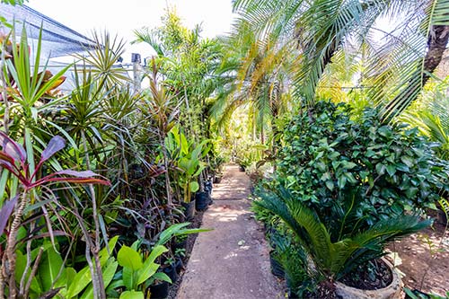 Plantas e artigos para paisagismo plantas e artigos para paisagismo