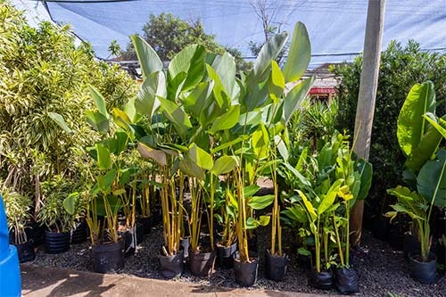 Plantas ornamentais plantas ornamentais