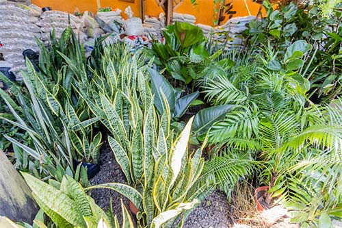 Plantas ornamentais plantas ornamentais