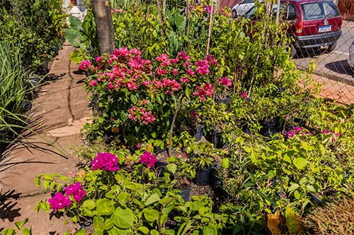 Rosa do deserto rosa do deserto