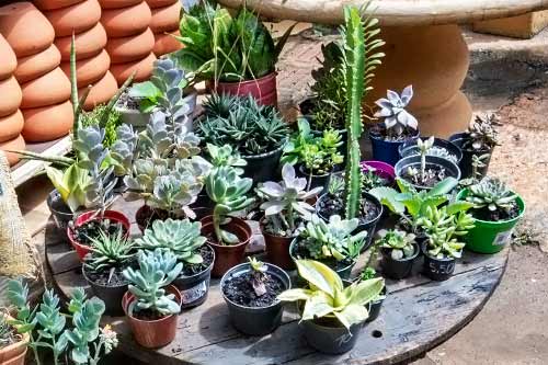 Suculentas suculentas