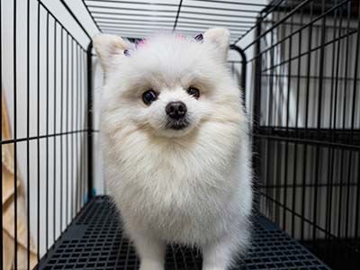 Cão depois do banho
