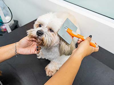 Cão durante o banho