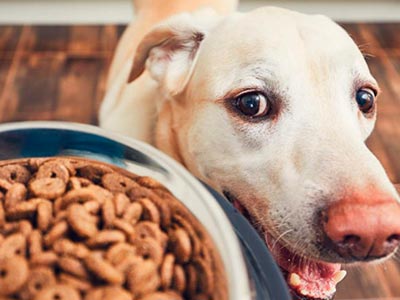 Rações para cães