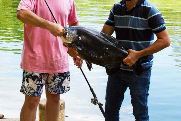 Grande variedade de peixes