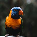 Aves Aves