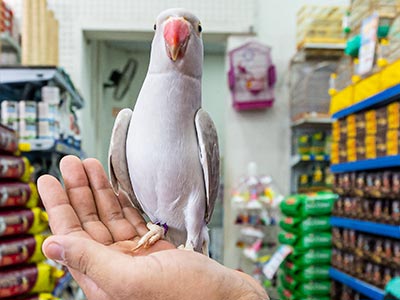 Pássaros diversos Pássaros diversos