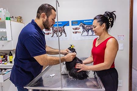 Consulta veterinária