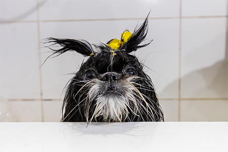Cão depois do banho