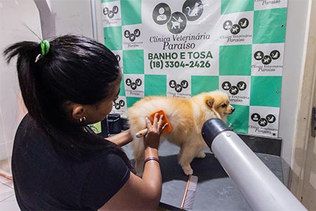 Cão durante o banho