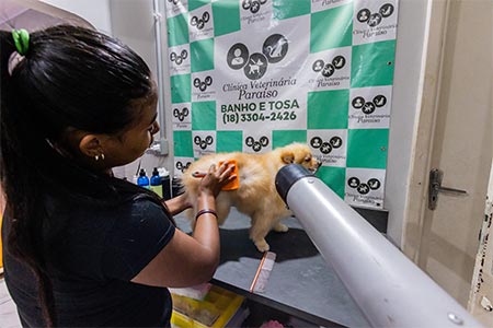 Cão durante o banho