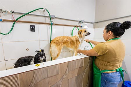 Cão durante o banho