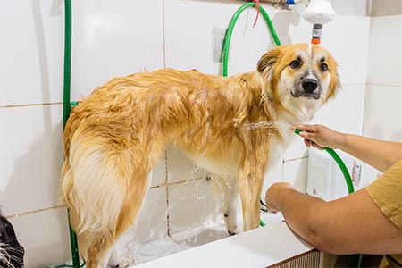Cão durante o banho