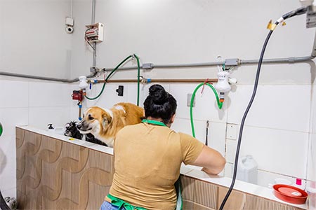 Cão durante o banho