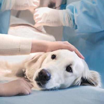 Cirurgias em cães e gatos