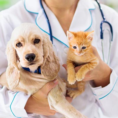 Consultas veterinárias