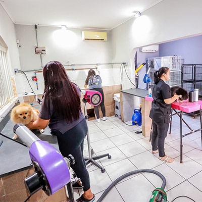 Curso de Banho e Tosa