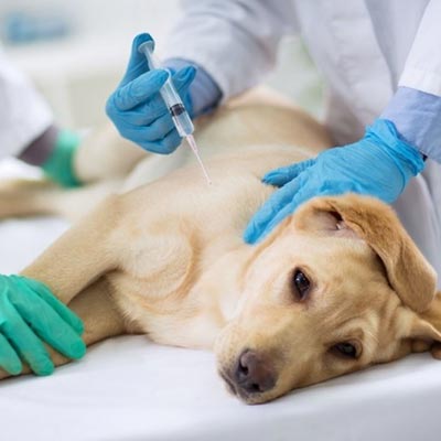 Internações de cães e gatos para tratamentos