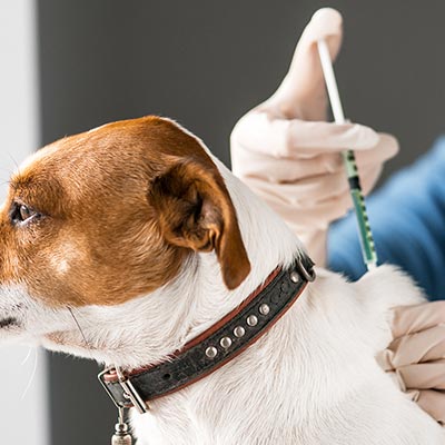 Aplicação de vacinas