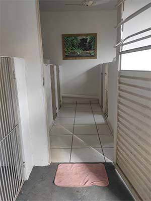 hotel para cães hotel-para-cães