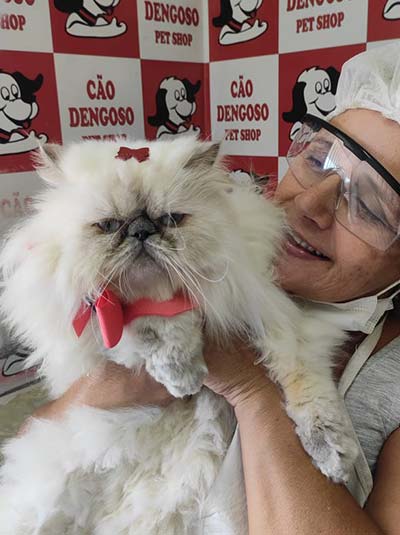 tosa para gatos tosa para gatos