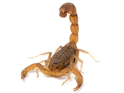 Escorpiões extermínio de escorpiões
