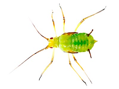 Pulgão exermínio de pulgão