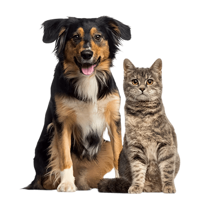 Ração das melhores marcas para cães e gatos ração para cães e gatos