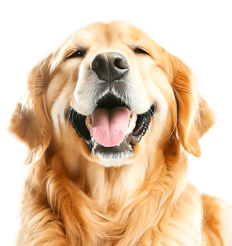 Atendimento veterinário para cães e gatos atendimento veterinário para cães e gatos