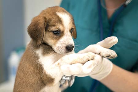 Acompanhamento veterinário acompanhamento veterinário