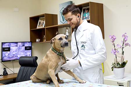 Atendimento veterinário atendimento veterinário