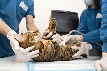 Castração de animais castração de animais