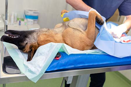 Cirurgia veterinária cirurgia veterinária
