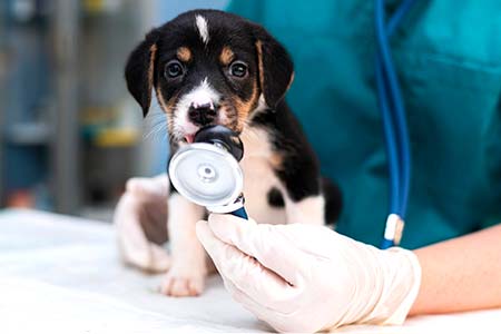 Consulta veterinária consulta veterinária