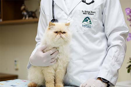 Cuidados veterinários cuidados veterinários
