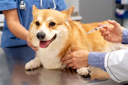 Aplicação de vacinas aplicação de vacinas
