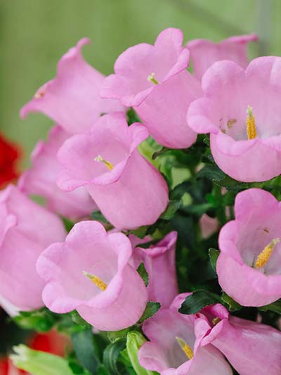 Campânulas rosa campânulas rosa