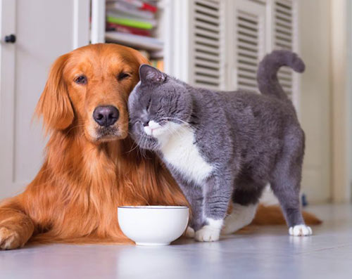 medicamentos pra cães e gatos medicamentos pra cães e gatos
