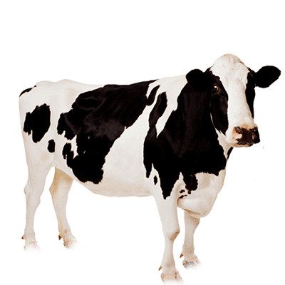 Produtos agropecuários produtos para gado