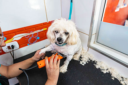 Serviço de banho e tosa para pet